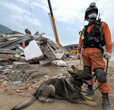 Azabache, chien démineur, meurt en sauvant 30 soldats
