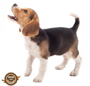 collier beagle-aboiement