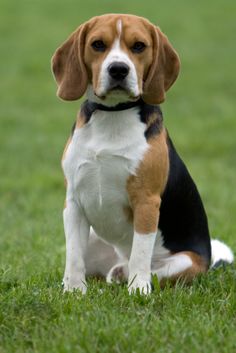Le Beagle : Solutions et causes de ses aboiements