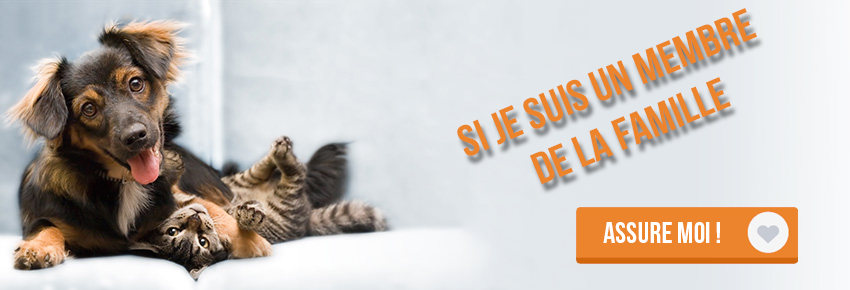 assurance-mutuelle-chiens